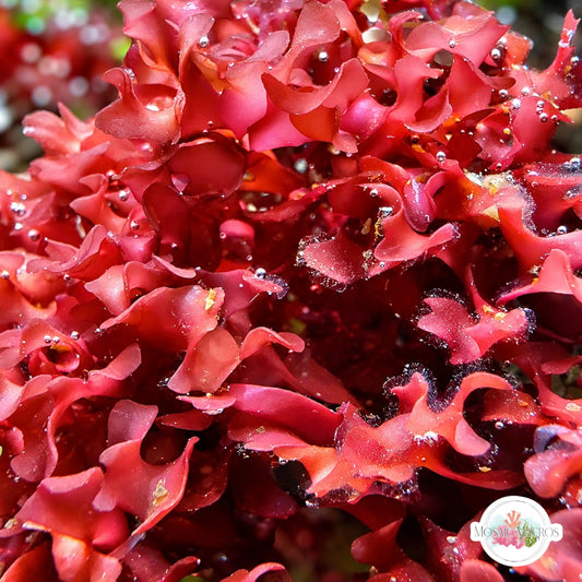 Red Bush Gracilaria Macroalgae | Gracilaria hayi
