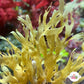 Brown Ribbon Macroalgae | Dictyota sp.