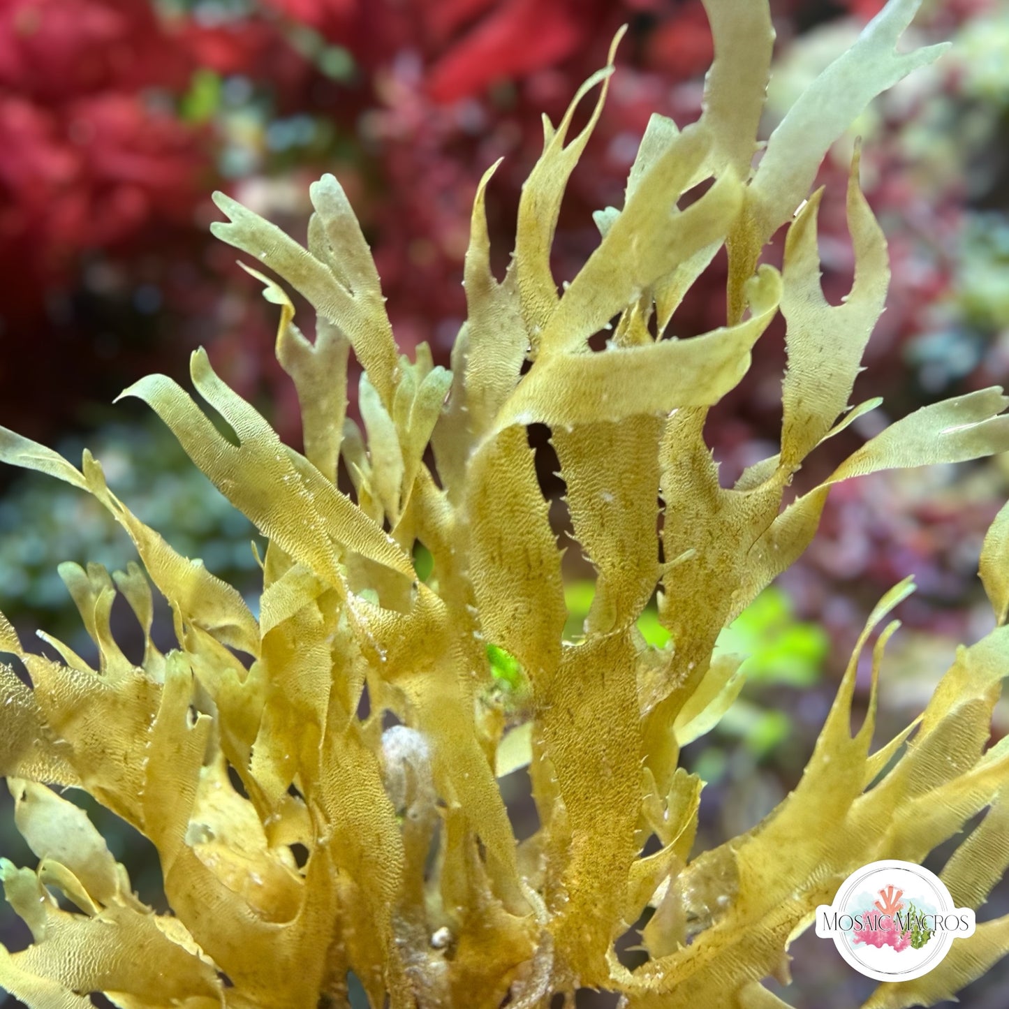 Brown Ribbon Macroalgae | Dictyota sp.