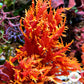 Dragon’s Breath Macroalgae | Halymenia durvillei