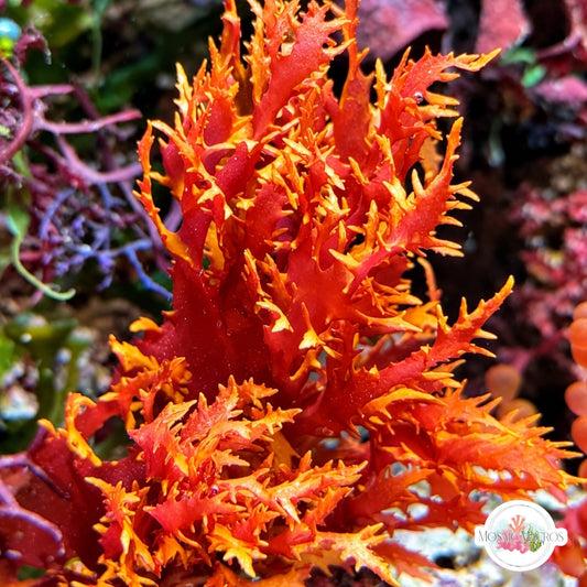 Dragon’s Breath Macroalgae | Halymenia durvillei