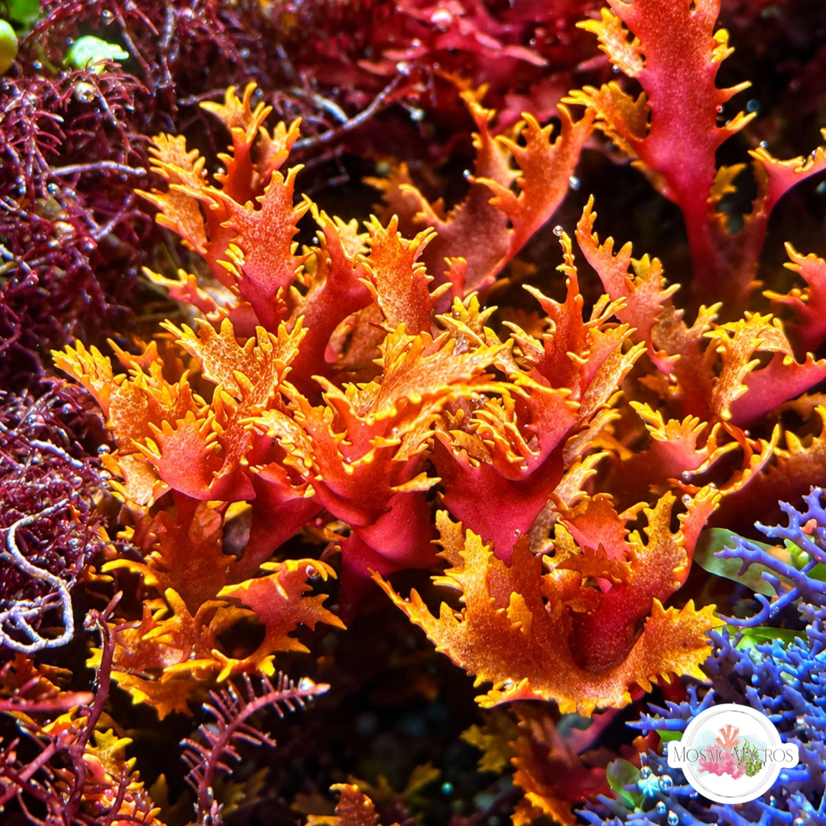 Dragon’s Breath Macroalgae | Halymenia durvillei