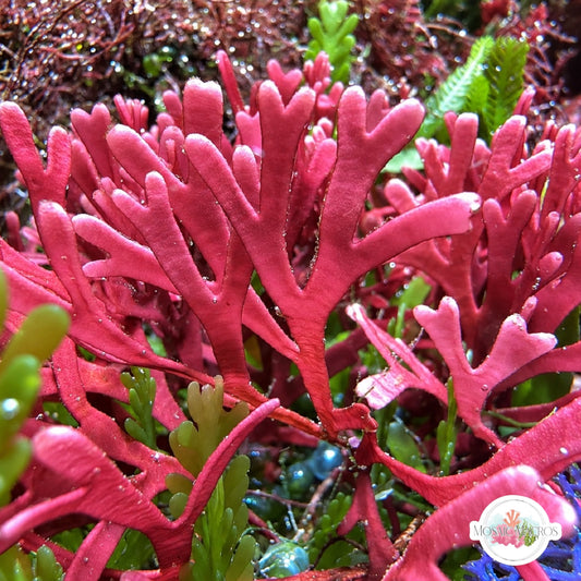 Flat-Branched Pink Thicket Macroalgae | Dichotomaria marginata