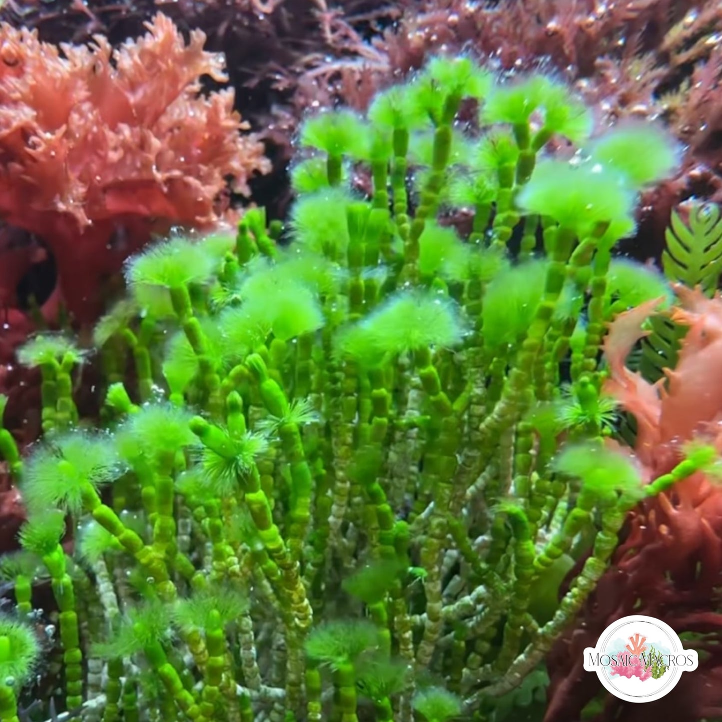 Jointed Tuft Macroalgae | Cymopolia barbata