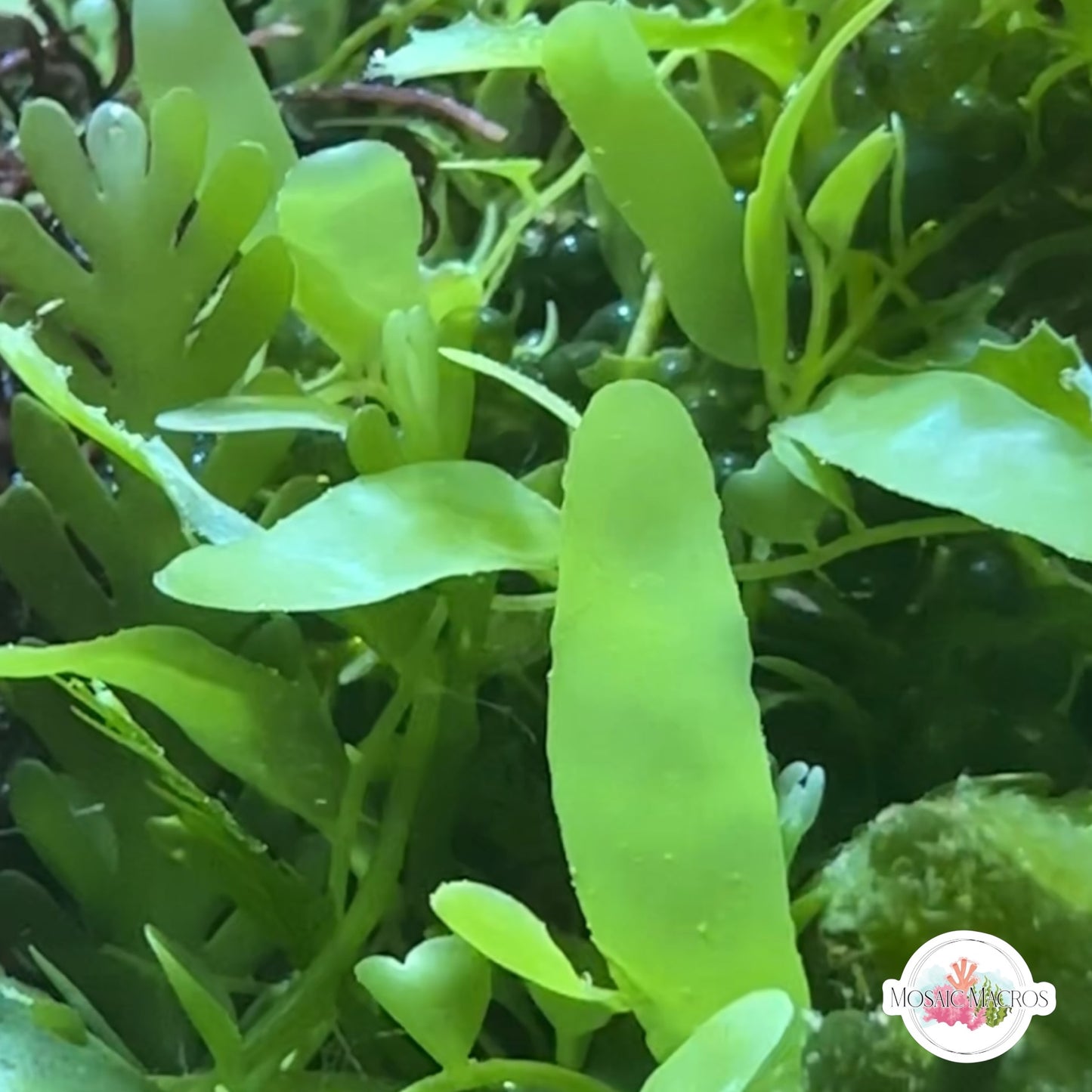Mini Caulerpa Macroalgae | Caulerpa brachypus