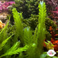 Lobe-Bladed Fern Caulerpa Macroalgae | Caulerpa sp.