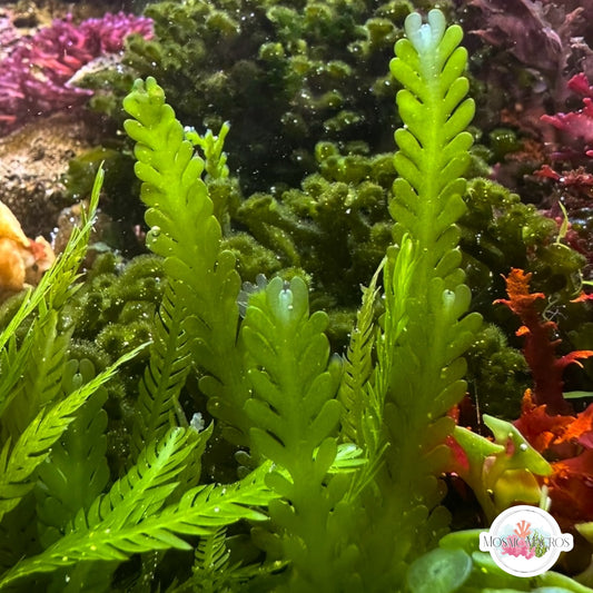 Lobe-Bladed Fern Caulerpa Macroalgae | Caulerpa sp.