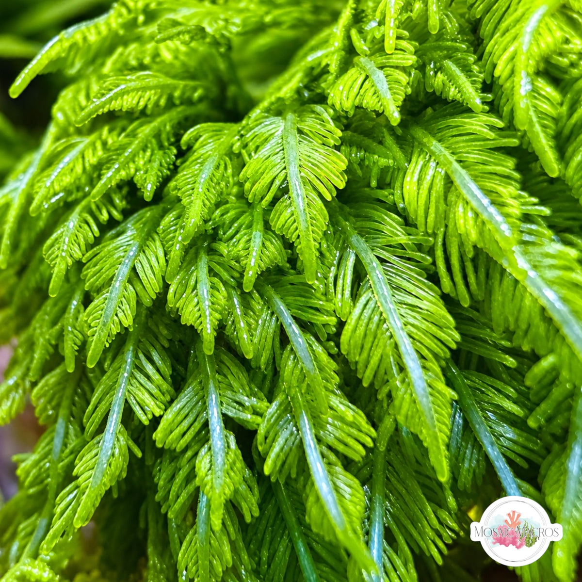 Fern Bryopsis Macroalgae | Bryopsis sp.