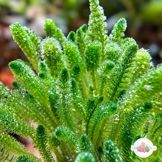 Pipe-Cleaner Fern Macroalgae | Batophora oerstedi