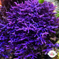 Blue Hypnea Macroalgae | Hypnea pannosa