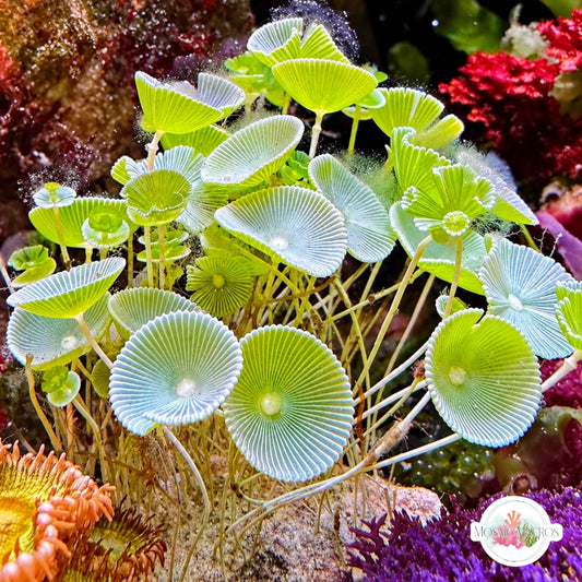 Mermaid’s Wine Glass Macroalgae | Acetabularia sp.