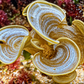 Golden Scroll Macroalgae | Padina sanctae-crucis