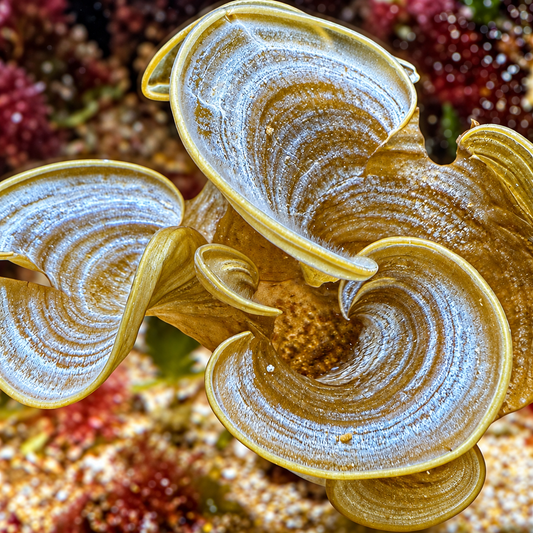 Golden Scroll Macroalgae | Padina sanctae-crucis