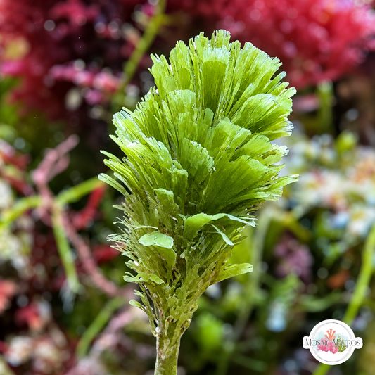 Pinecone Macroalgae | Rhipocephalus phoenix