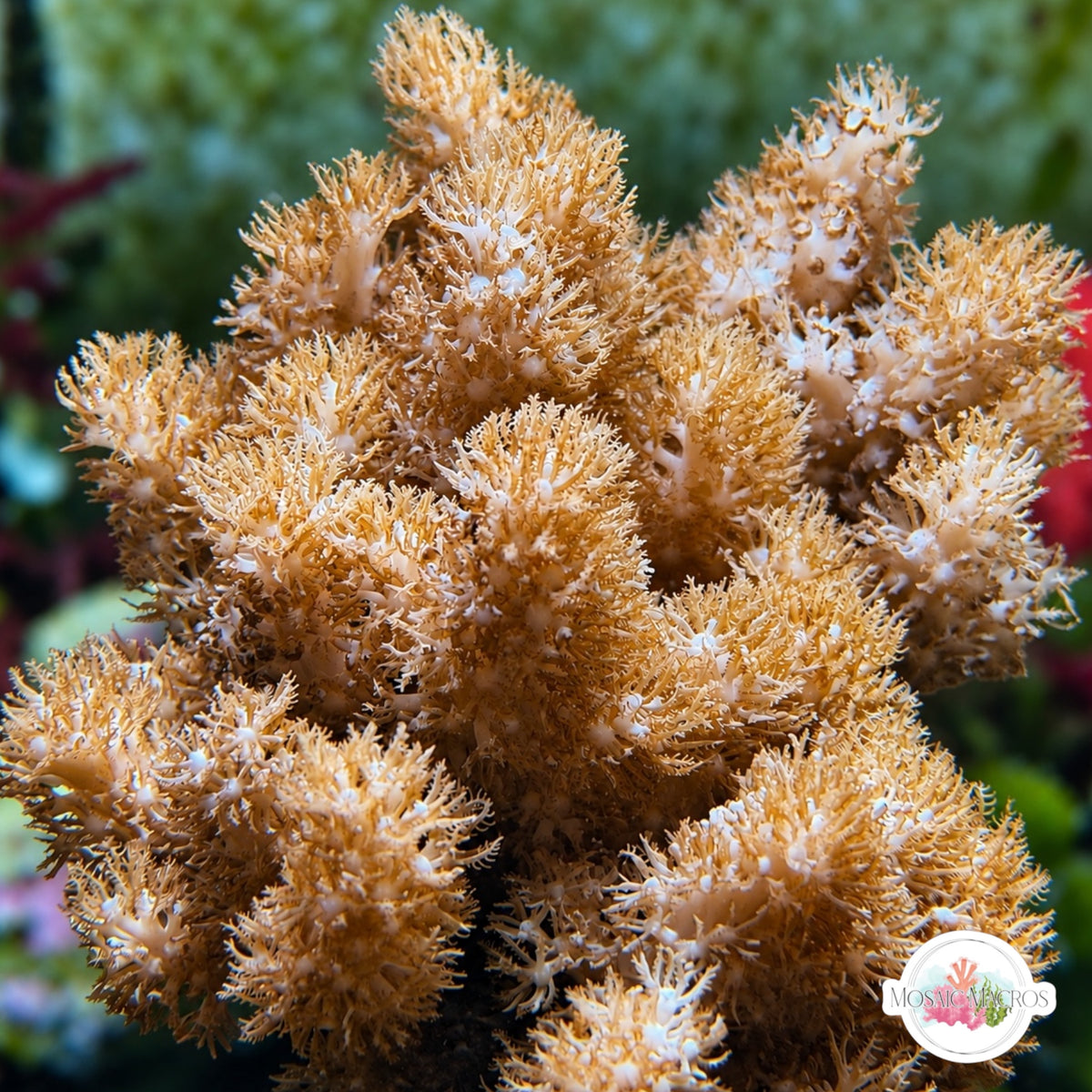 Colt Leather Coral | Cladiella sp.
