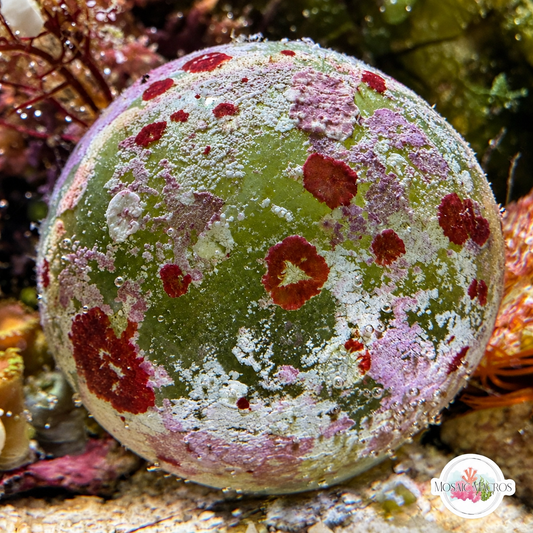 Sailor’s Eyeball Macroalgae | Valonia ventricosa