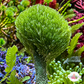 Pencil Top Macroalgae | Penicillus capitatus