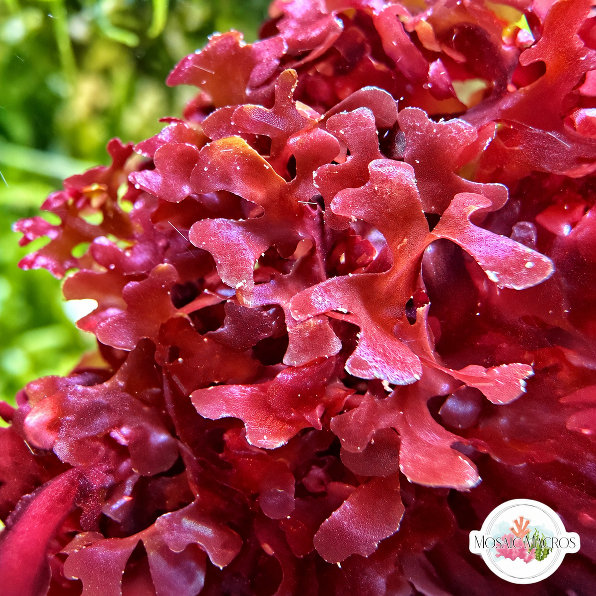 Ruby Red Turf Macroalgae | Rhodymenia sp.
