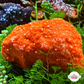 Orange Encrusting Coralline Macroalgae | Corallina sp.