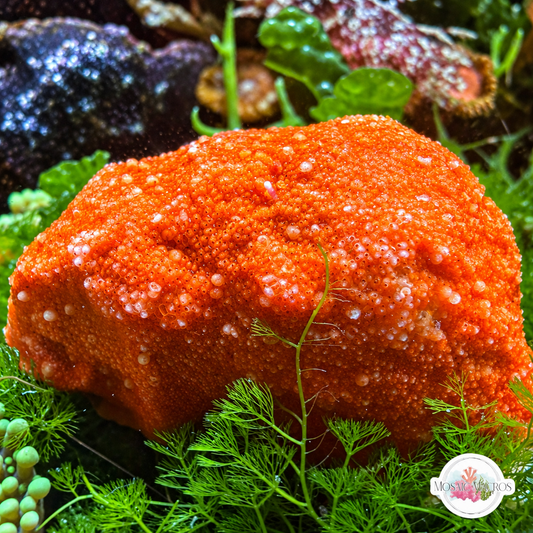 Orange Encrusting Coralline Macroalgae | Corallina sp.