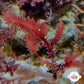 Red Fern Macroalgae | Haliptilon sp.