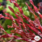 Corkscrew Saw Macroalgae | Neurymenia sp.