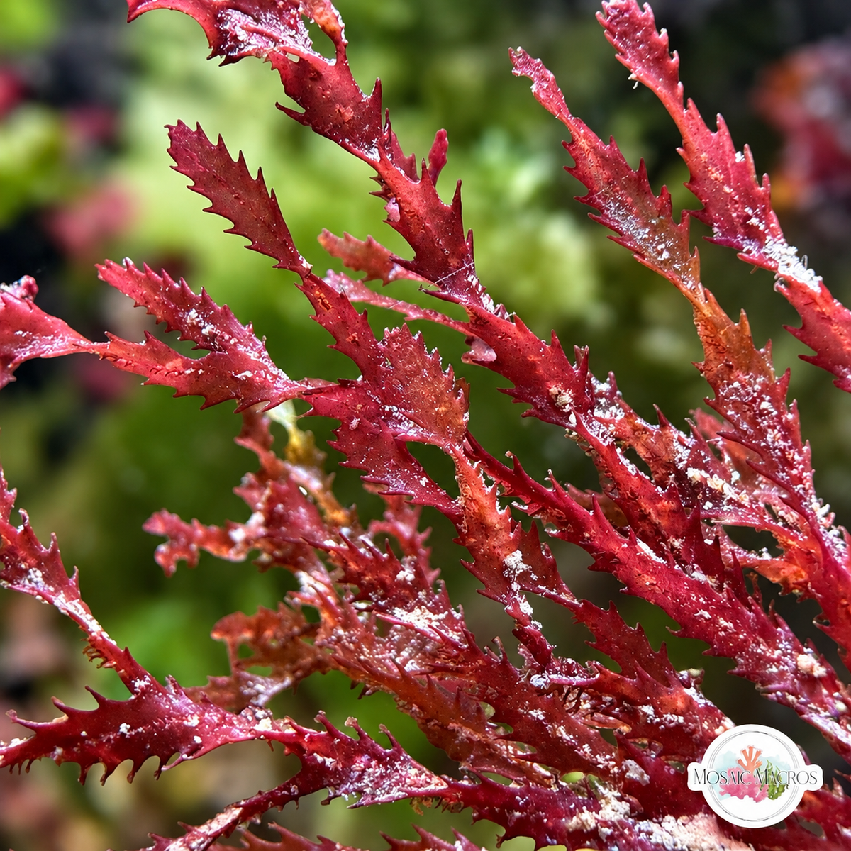 Corkscrew Saw Macroalgae | Neurymenia sp.