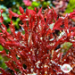 Corkscrew Saw Macroalgae | Neurymenia sp.