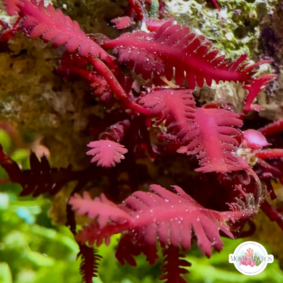 Red Fern Macroalgae | Haliptilon sp. – MosaicMacros
