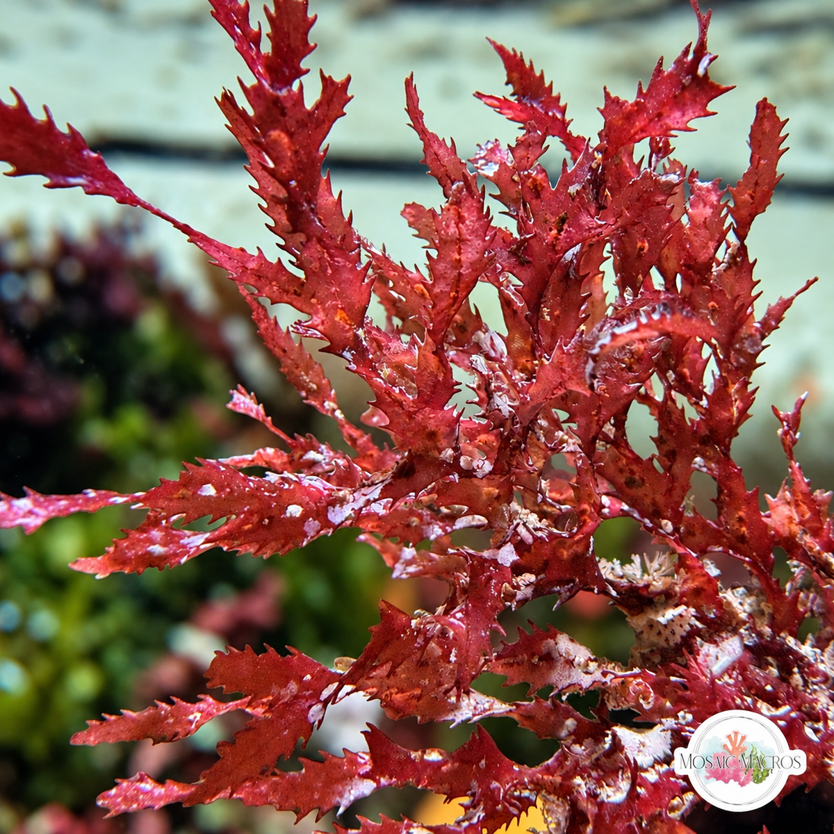 Corkscrew Saw Macroalgae | Neurymenia sp.