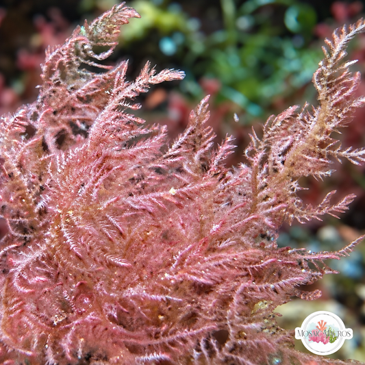 Pink Feather Weed Macroalgae | Dasya sp.