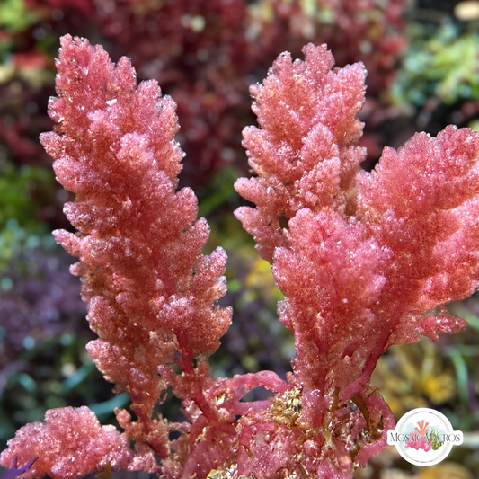 Sea Plume Macroalgae | Asparagopsis taxiformis