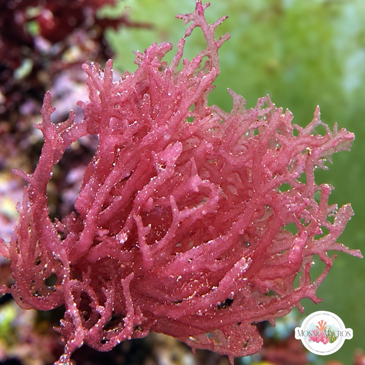 Pink Thorny Nemastoma Macroalgae | Nemastoma sp.
