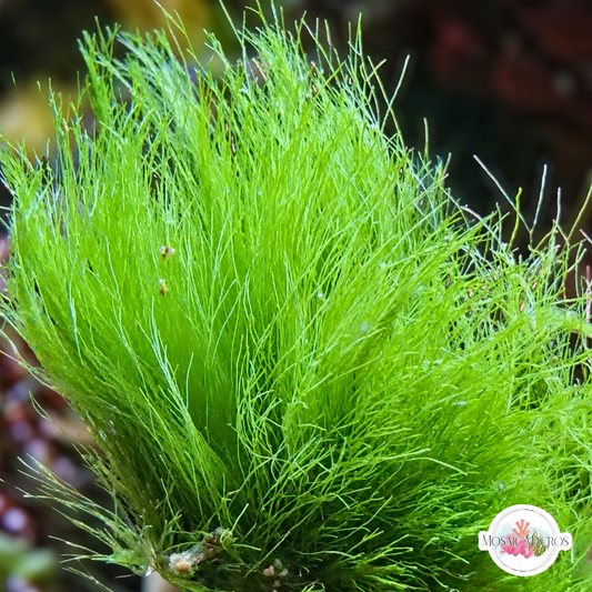 Turtle Weed Macroalgae | Chlorodesmis fastigiata