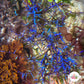 Iridescent Wire Macroalgae | Coelothrix irregularis