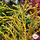 Zig-Zag Kelp Macroalgae | Sargassum sp.