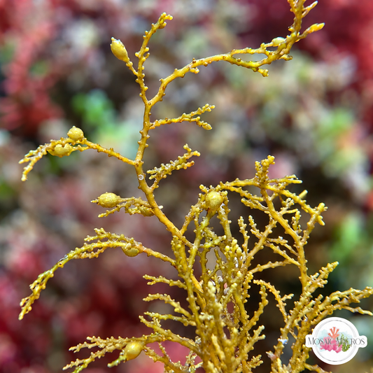 Zig-Zag Kelp Macroalgae | Sargassum sp.