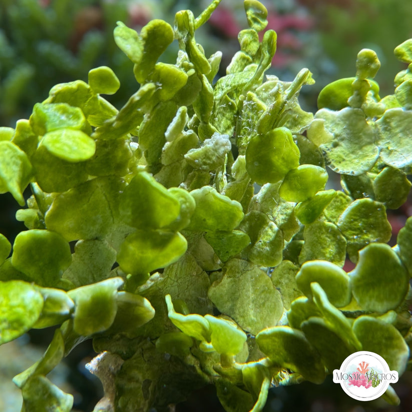 Coin Halimeda Macroalgae | Halimeda discoidea – MosaicMacros