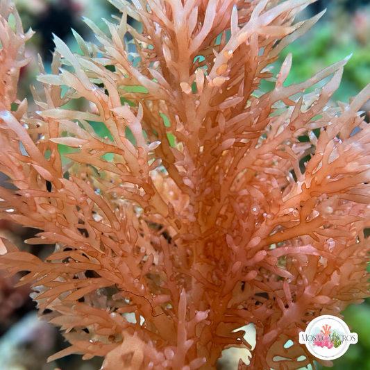 Orange Thornbush Gracilaria Macroalgae | Gracilaria sp.
