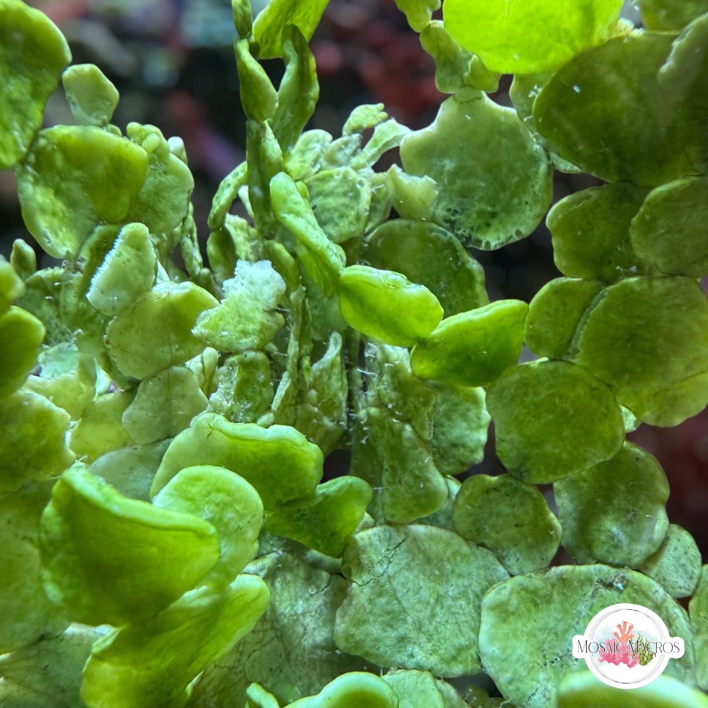 Coin Halimeda Macroalgae | Halimeda discoidea