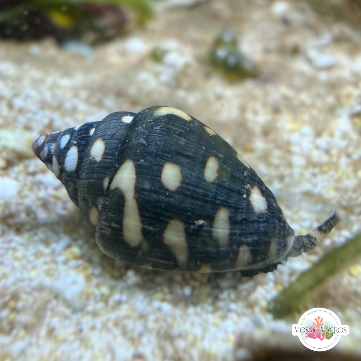 Lightning Dove Snail | Pictocolumbella ocellata