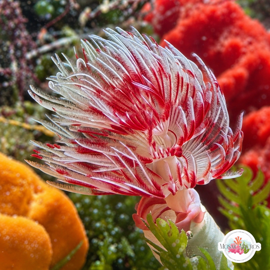 Coco Worm Feather Duster | Protula bispiralis