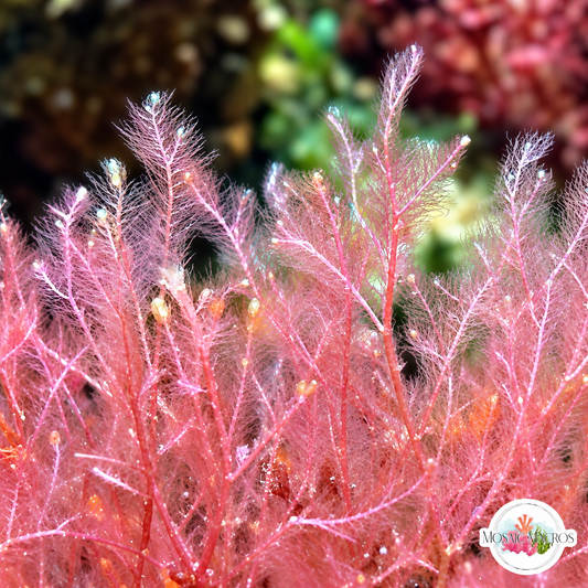 Pink Plume Weed Macroalgae | Dasya sp.