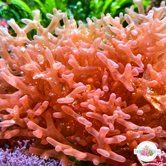 Finger Nemastoma Macroalgae | Nemastoma sp.