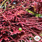 Purple Plating Gracilaria Macroalgae | Gracilaria sp.