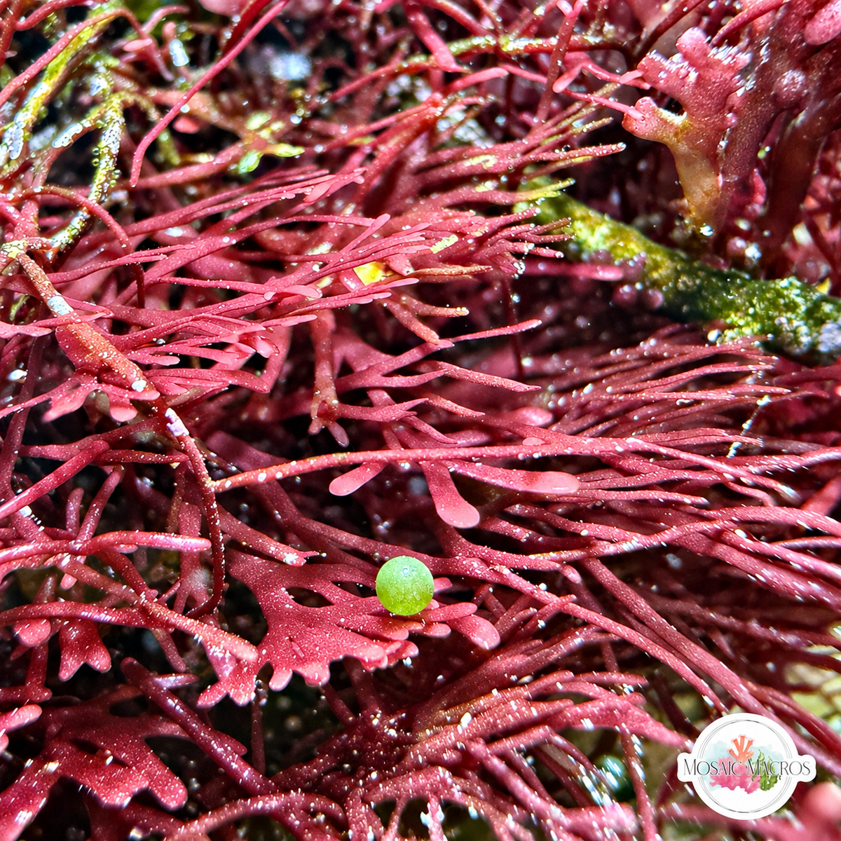 Purple Plating Gracilaria Macroalgae | Gracilaria sp.