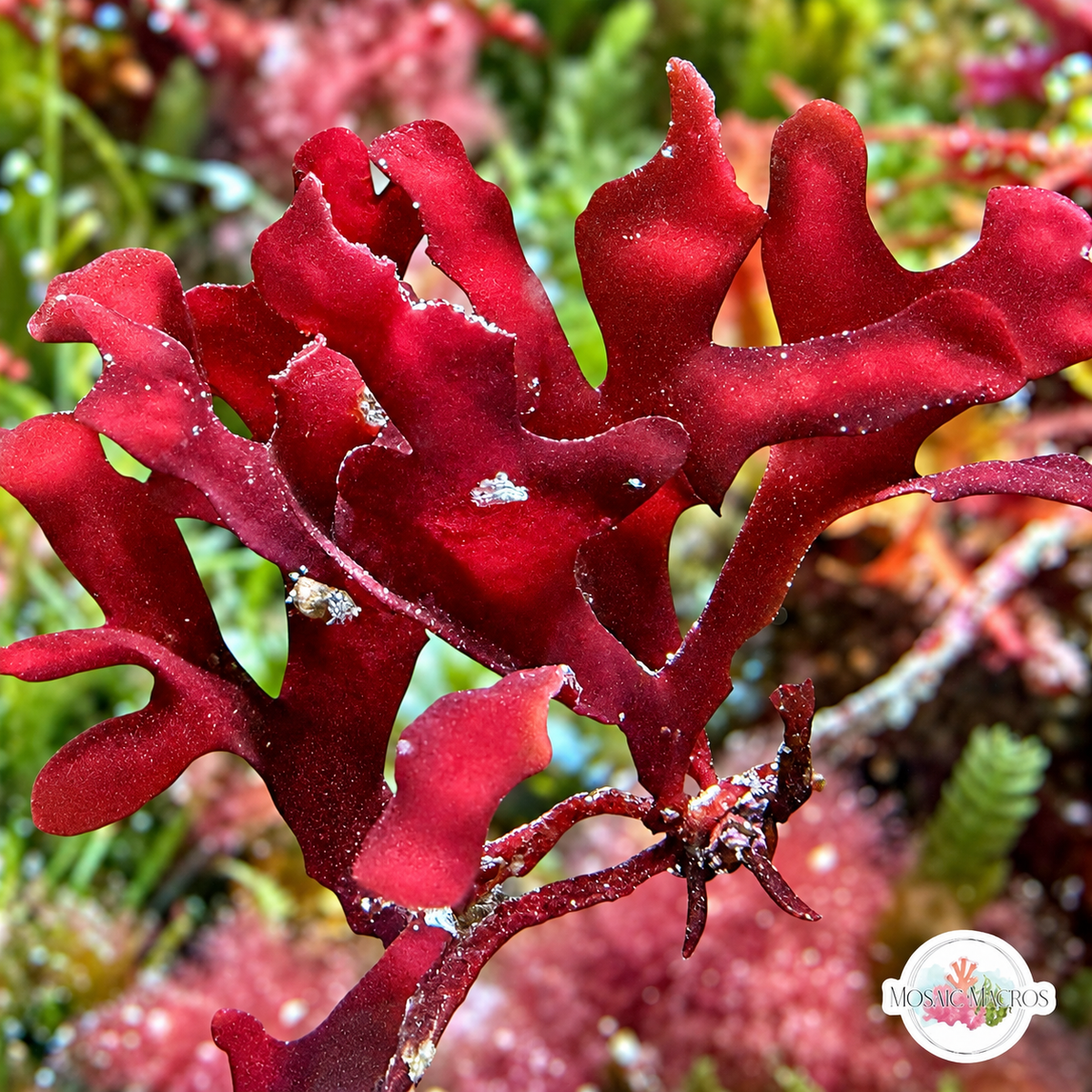 Crimson Hearts Macroalgae | Unknown sp.