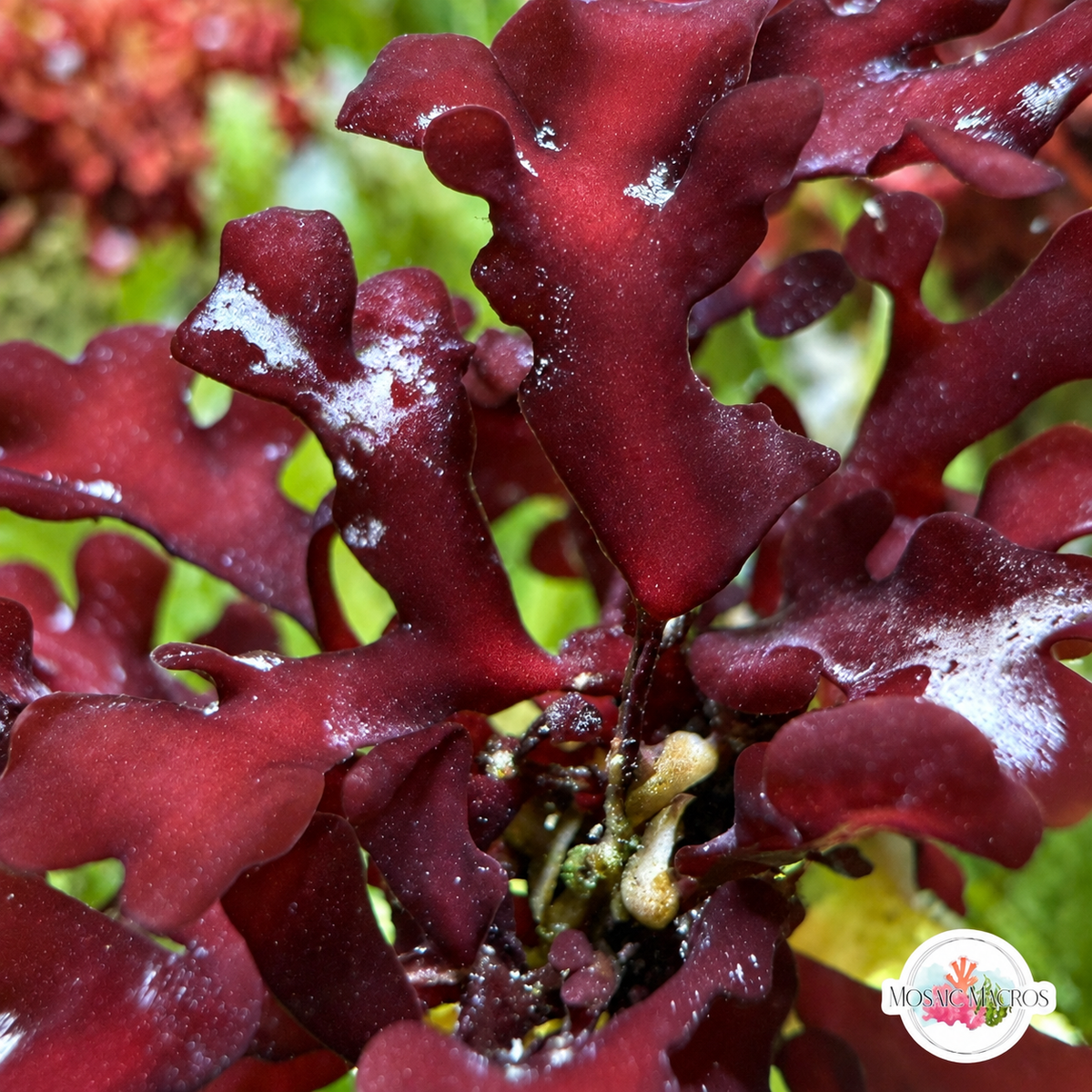 Crimson Hearts Macroalgae | Unknown sp.