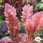 Sea Plume Macroalgae | Asparagopsis taxiformis