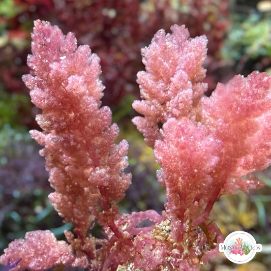 Sea Plume Macroalgae | Asparagopsis taxiformis